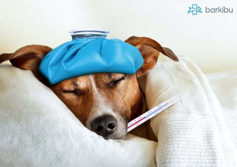 Temblor de piernas en perros